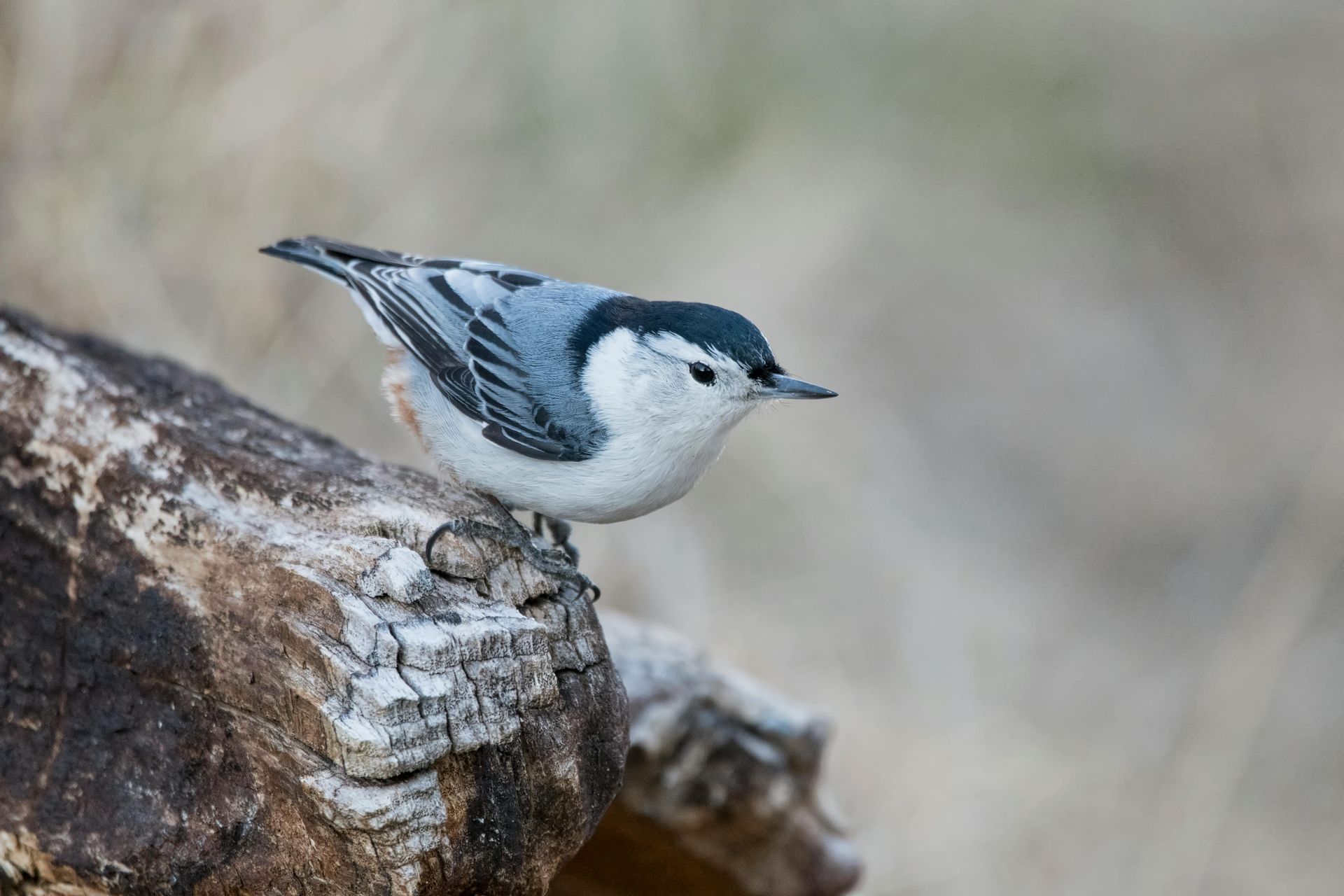 Nuthatch