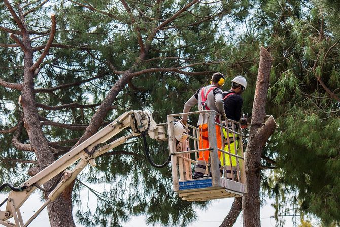 Two arborists in safety gear work from a bucket lift pruning a tree among branches