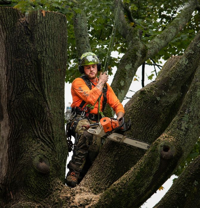 Arborist in orange safety gear and helmet using a chainsaw while standing on a tree trunk