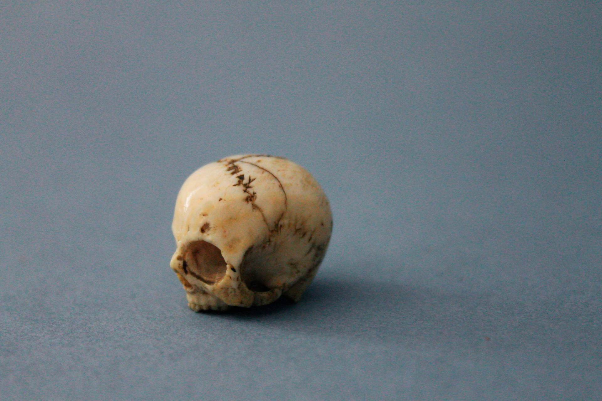 Raro piccolo teschio