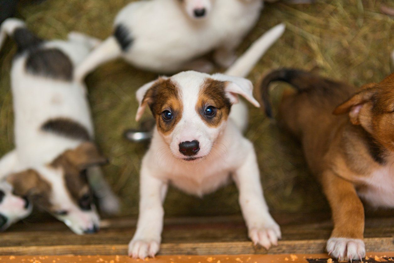 puppies in pen with one standing up and reaching out
