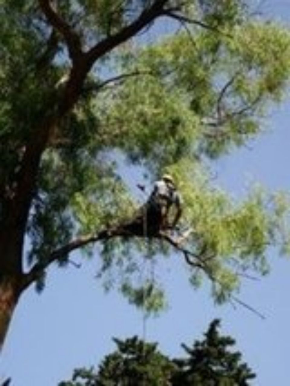 taglio rami di un arbusto