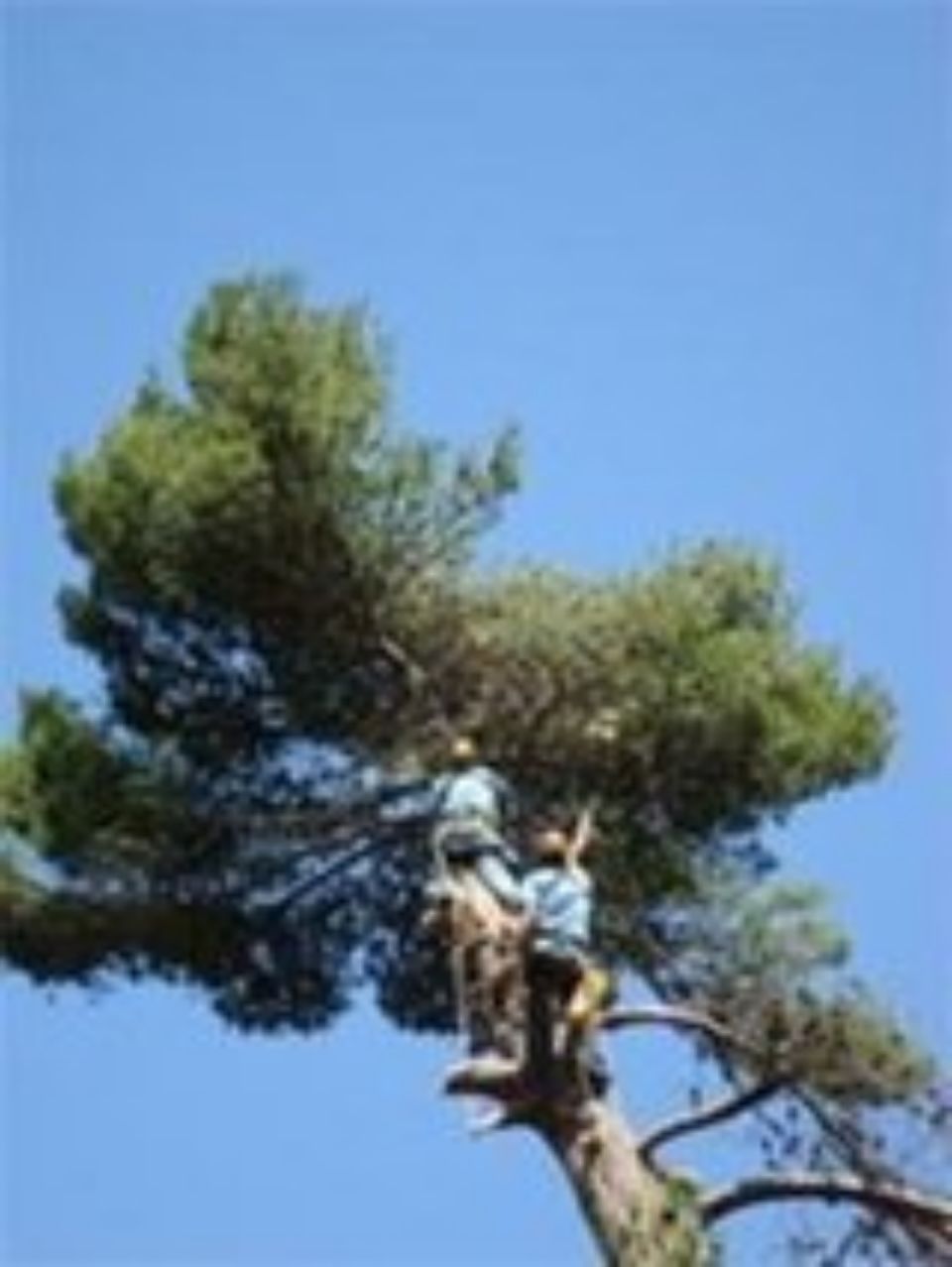 potatura fronde dell'albero