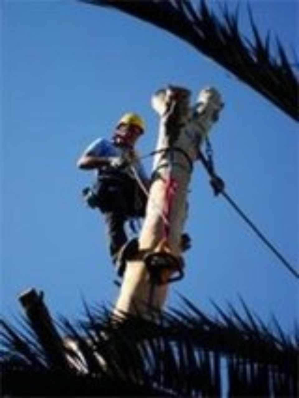 operaio per potatura arbusti