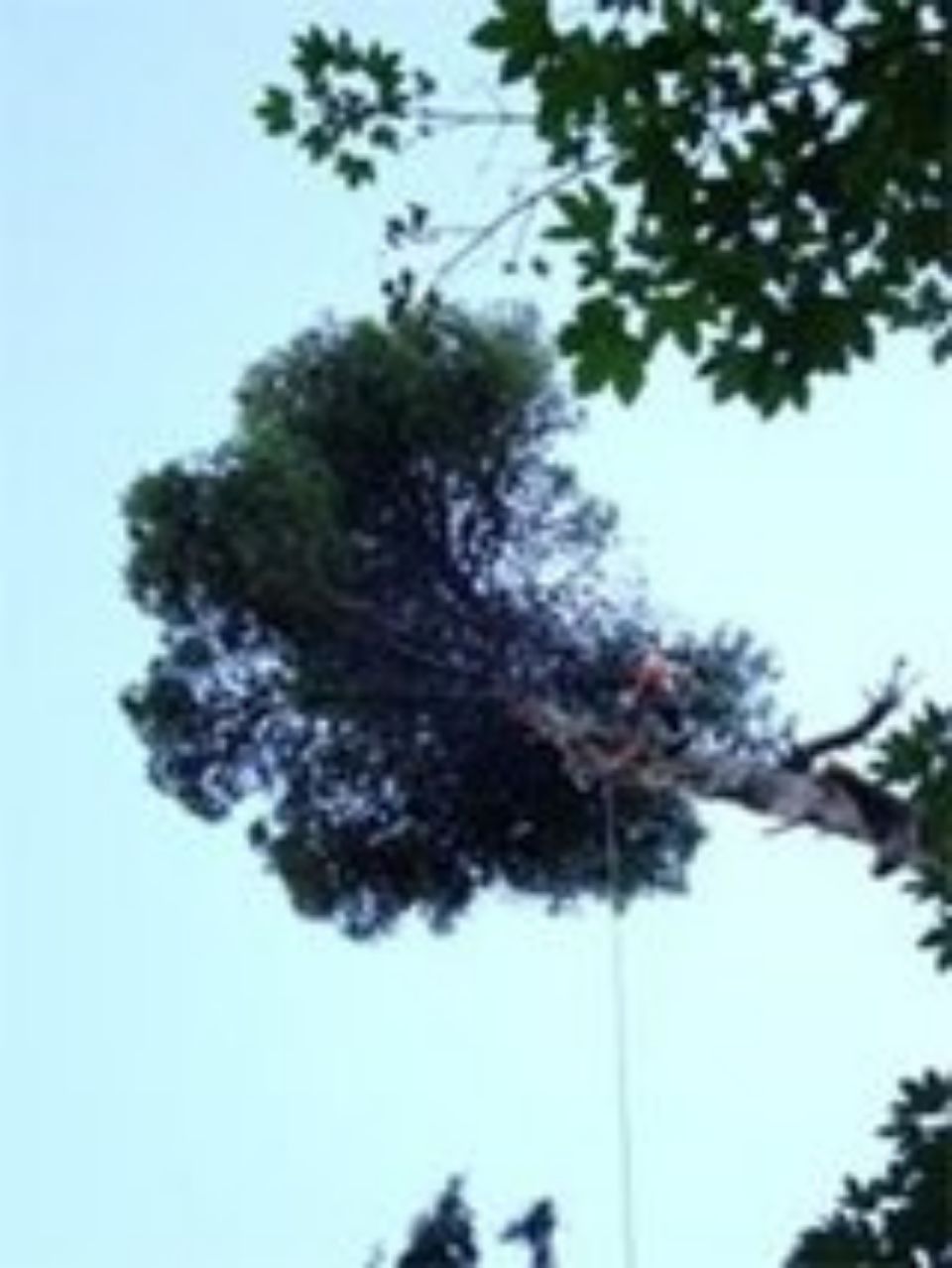 taglio del fusto dell'albero