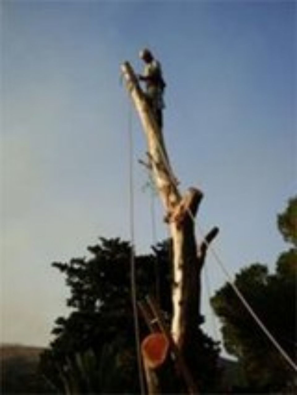 taglio dei rami di un albero