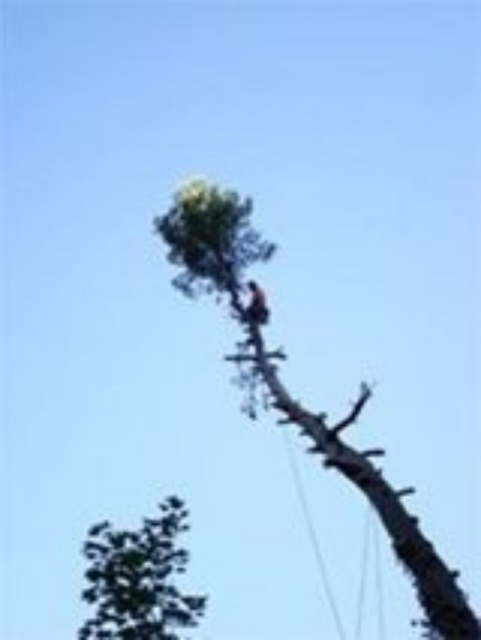 potatura rami secchi