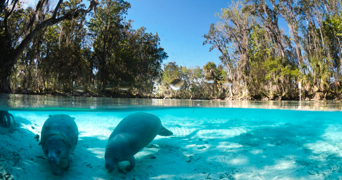 Two Manatees Are Swimming In A Lake - Circle Dunnellon, FL - Rainbow Springs Realty Group