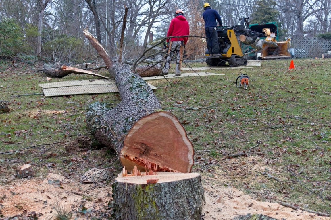 An image of Tree Removal in St. Charles MD