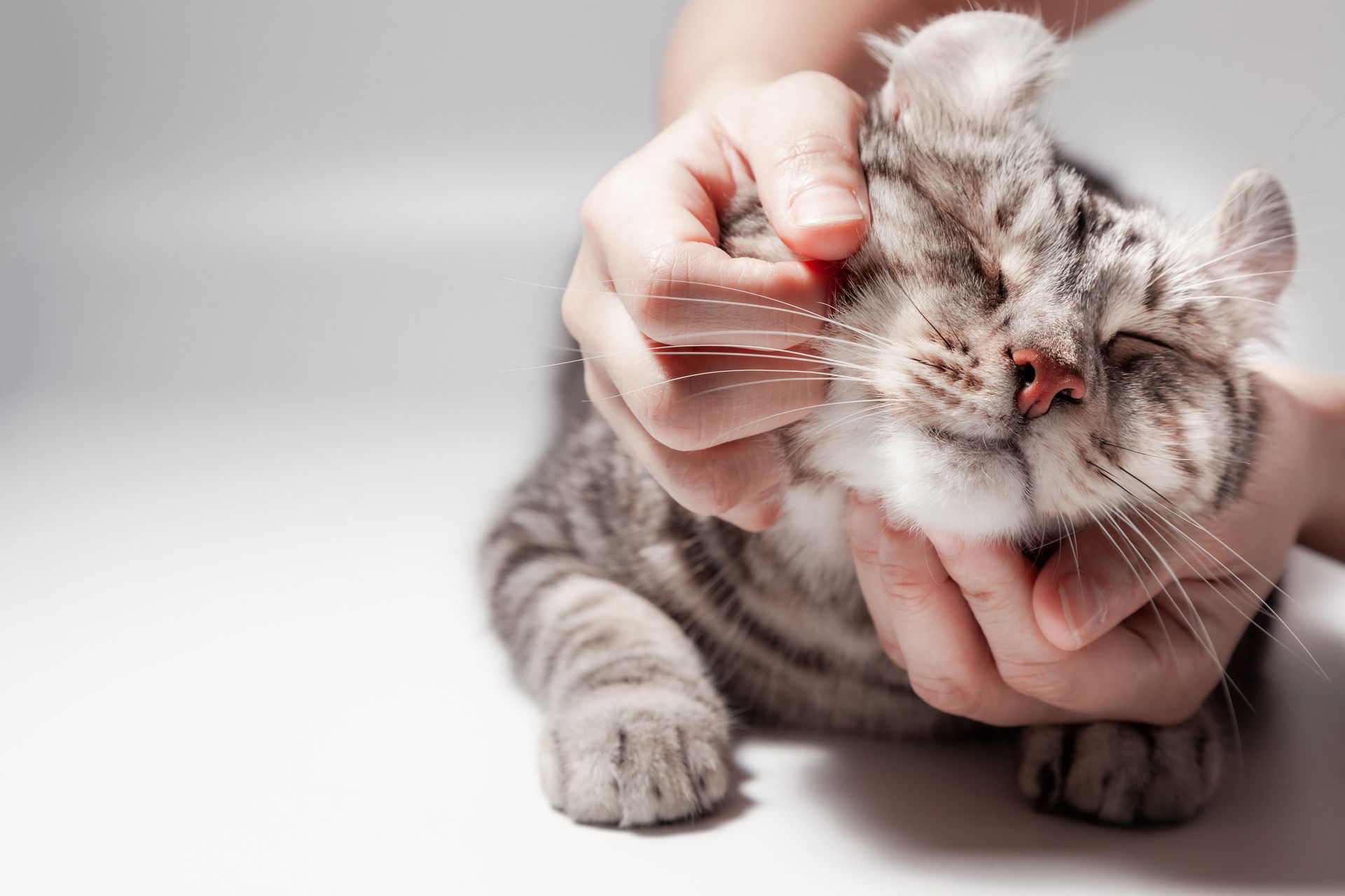 Person petting a gray tabby cat, cat's eyes closed in pleasure. White background.