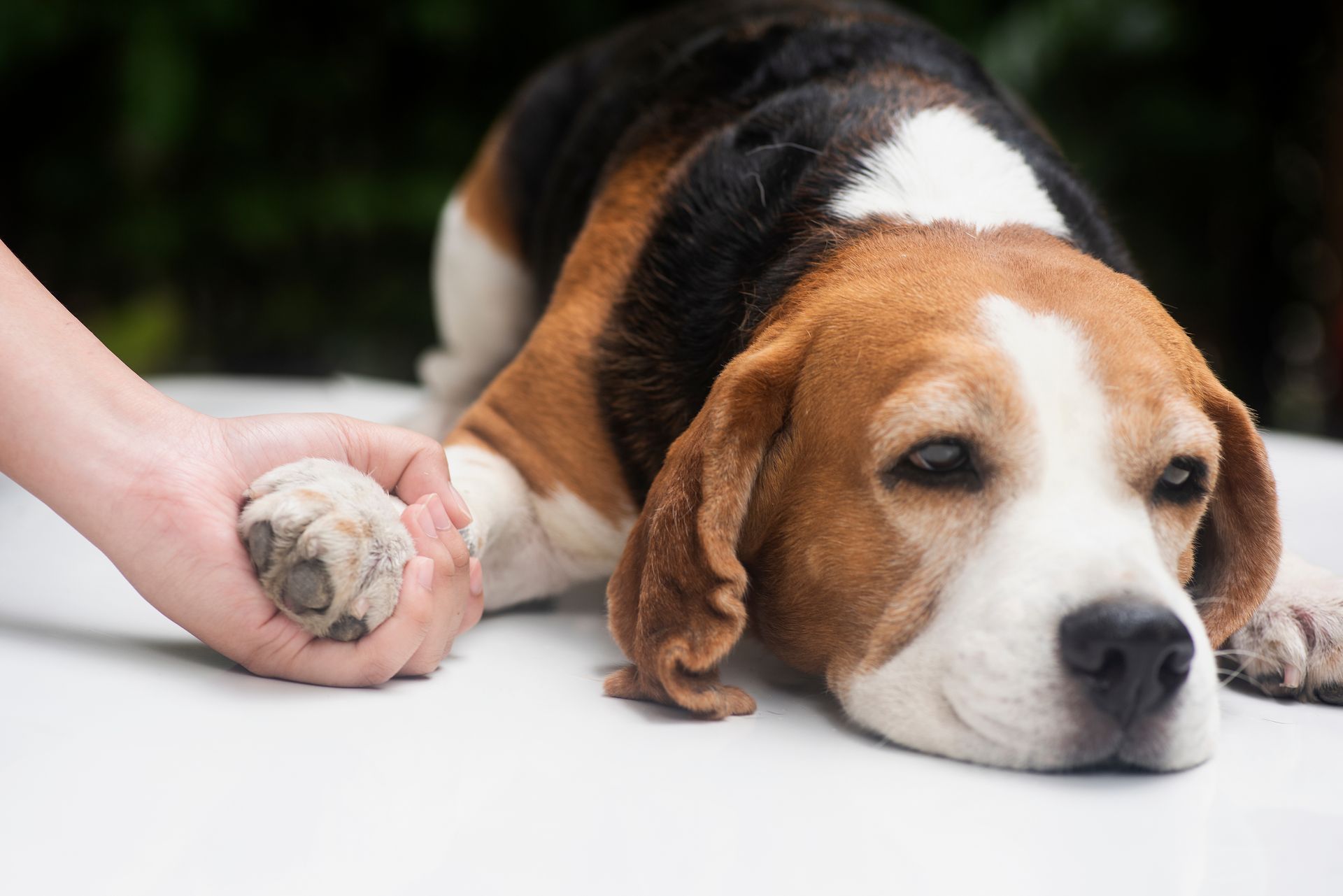 Beagle resting, brown and white fur, paw held by a person's hand.