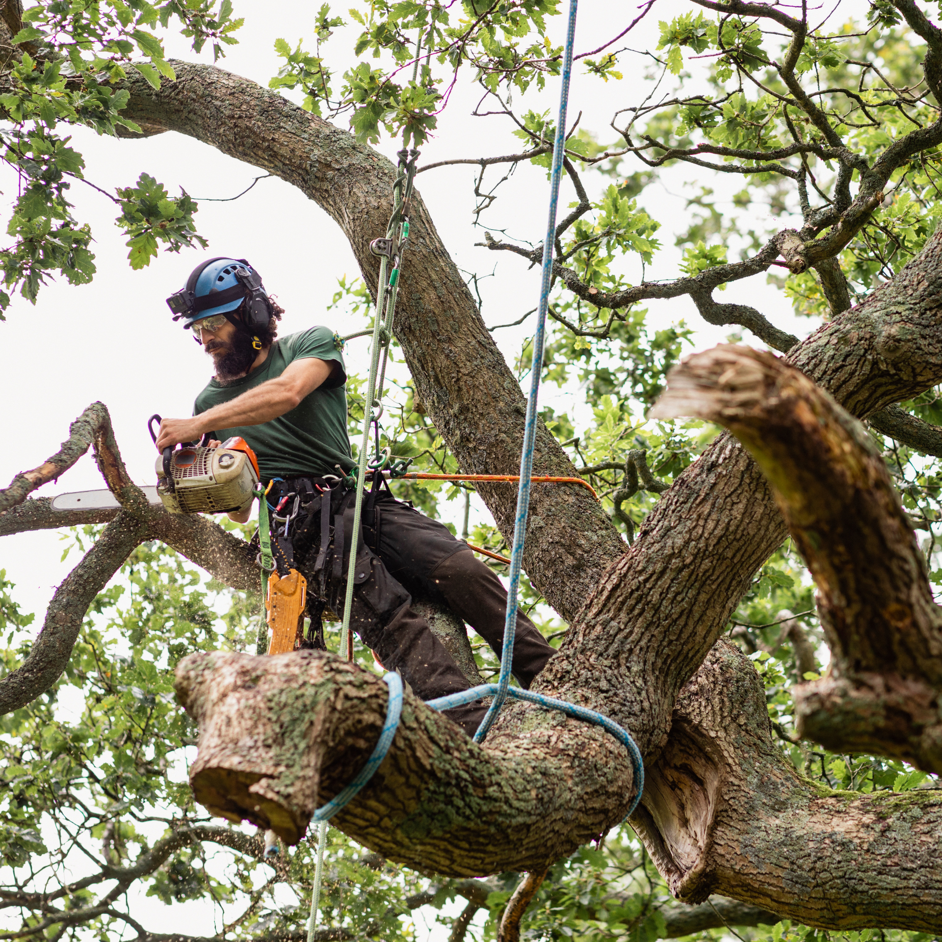 Arborist in safety gear trimming a large tree branch, suspended by ropes.