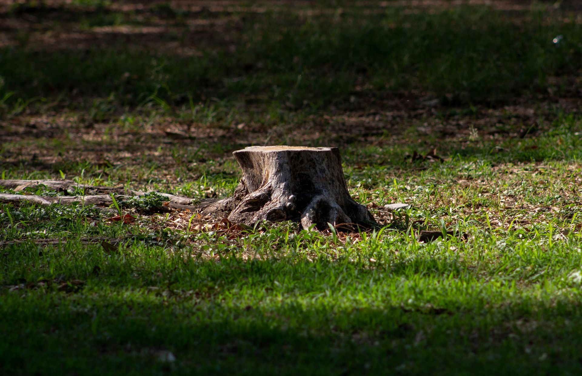 A tree stump in a grassy field with patches of sunlight and shade.