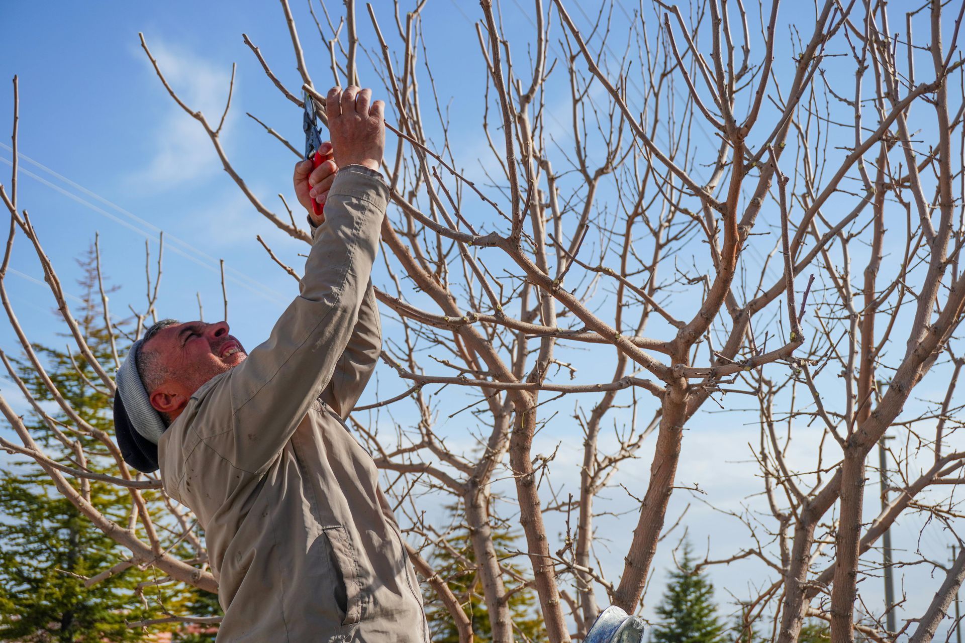Person pruning bare tree branches outdoors with red loppers under a blue sky