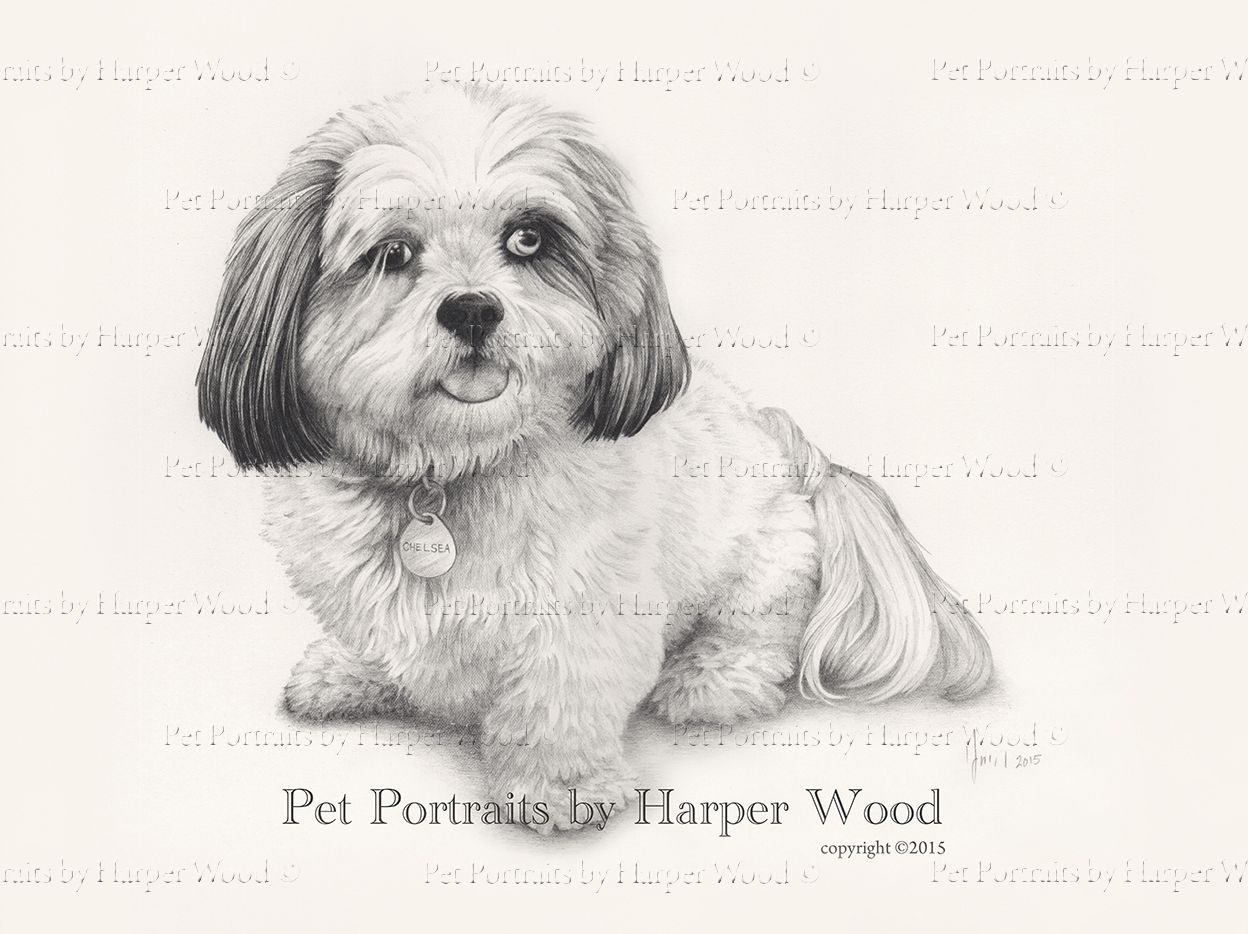 A black and white drawing of a small dog sitting down by Harper Wood