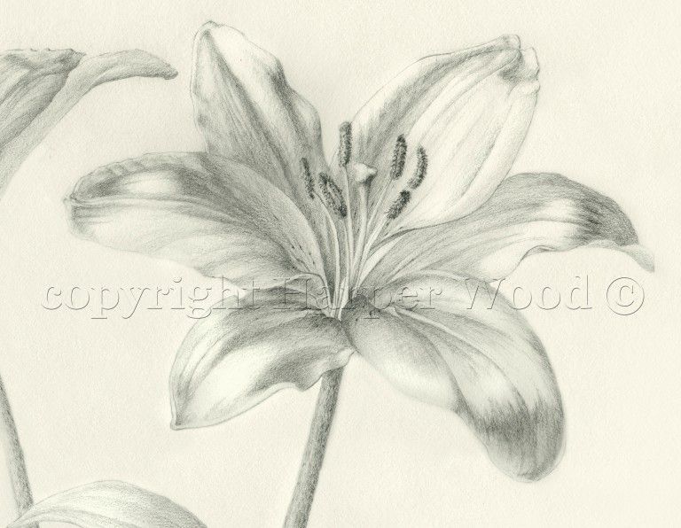 a black and white pencil drawing of a lily flower by Harper Wood