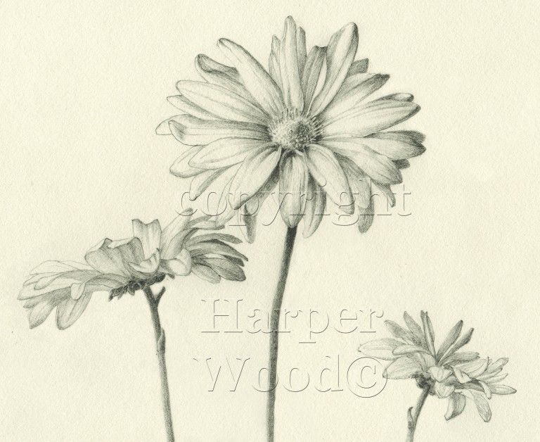 a black and white drawing of three daisies by Harper Wood