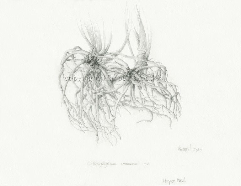 a black and white drawing of a plant with roots on a white background by Harper Wood