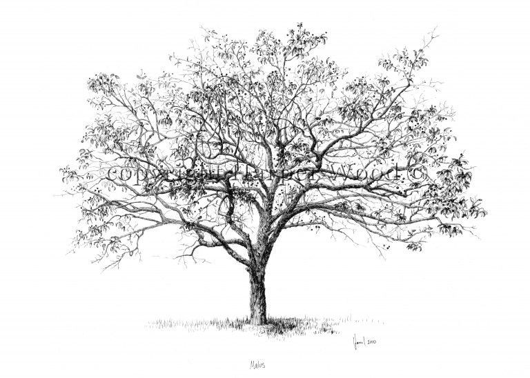 a black and white drawing of a tree without leaves on a white background by Harper Wood