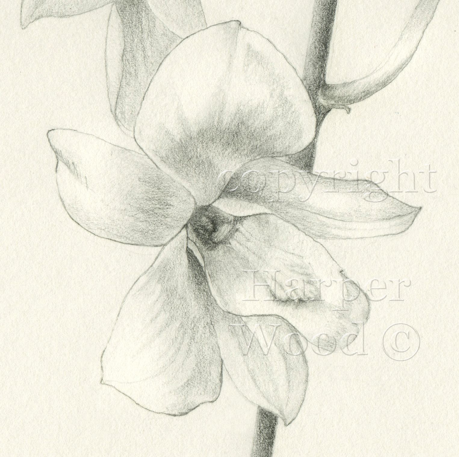a close up of a pencil drawing of a flower by Harper Wood
