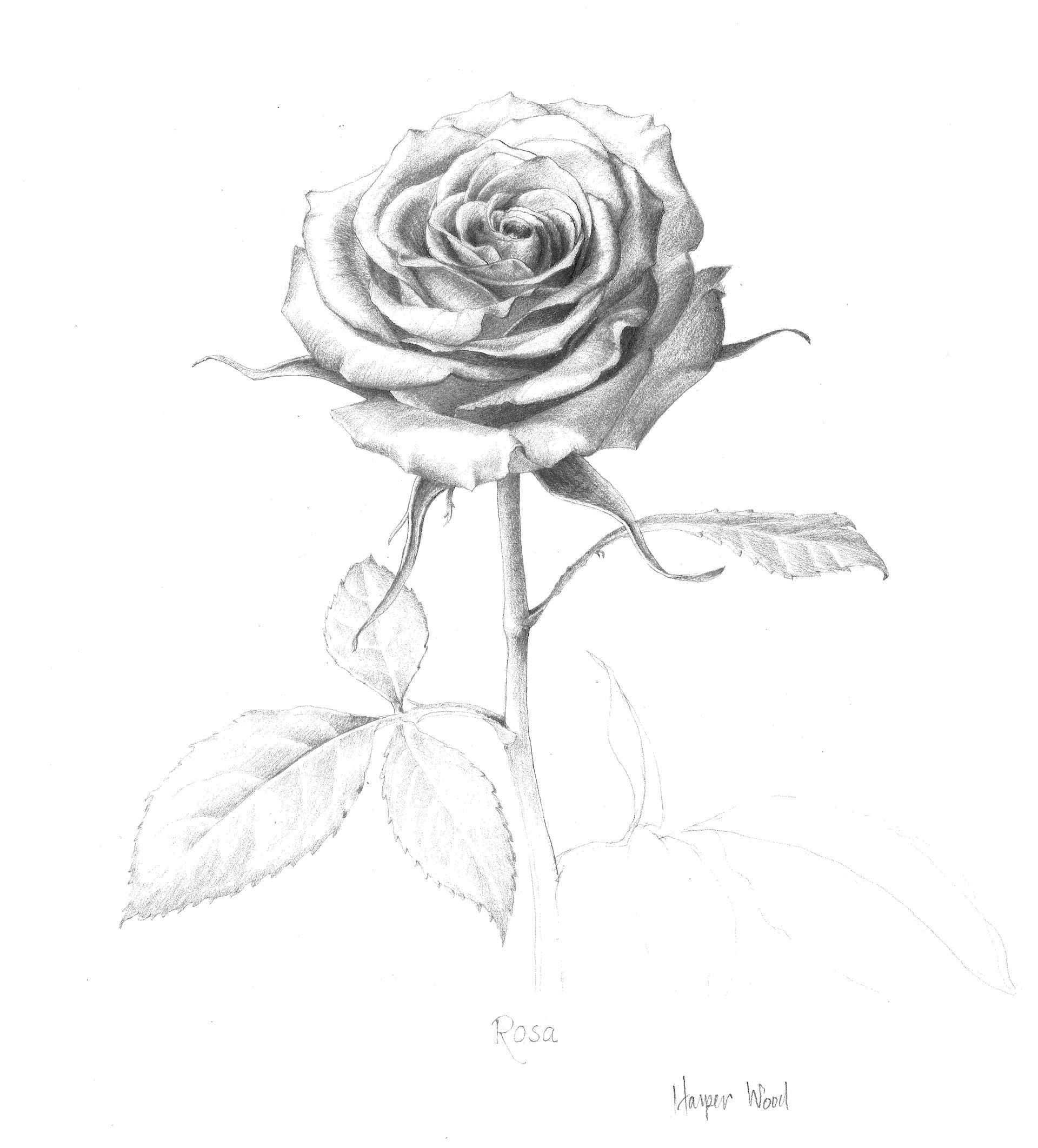 A black and white pencil drawing of a single rose with leaves by Harper Wood