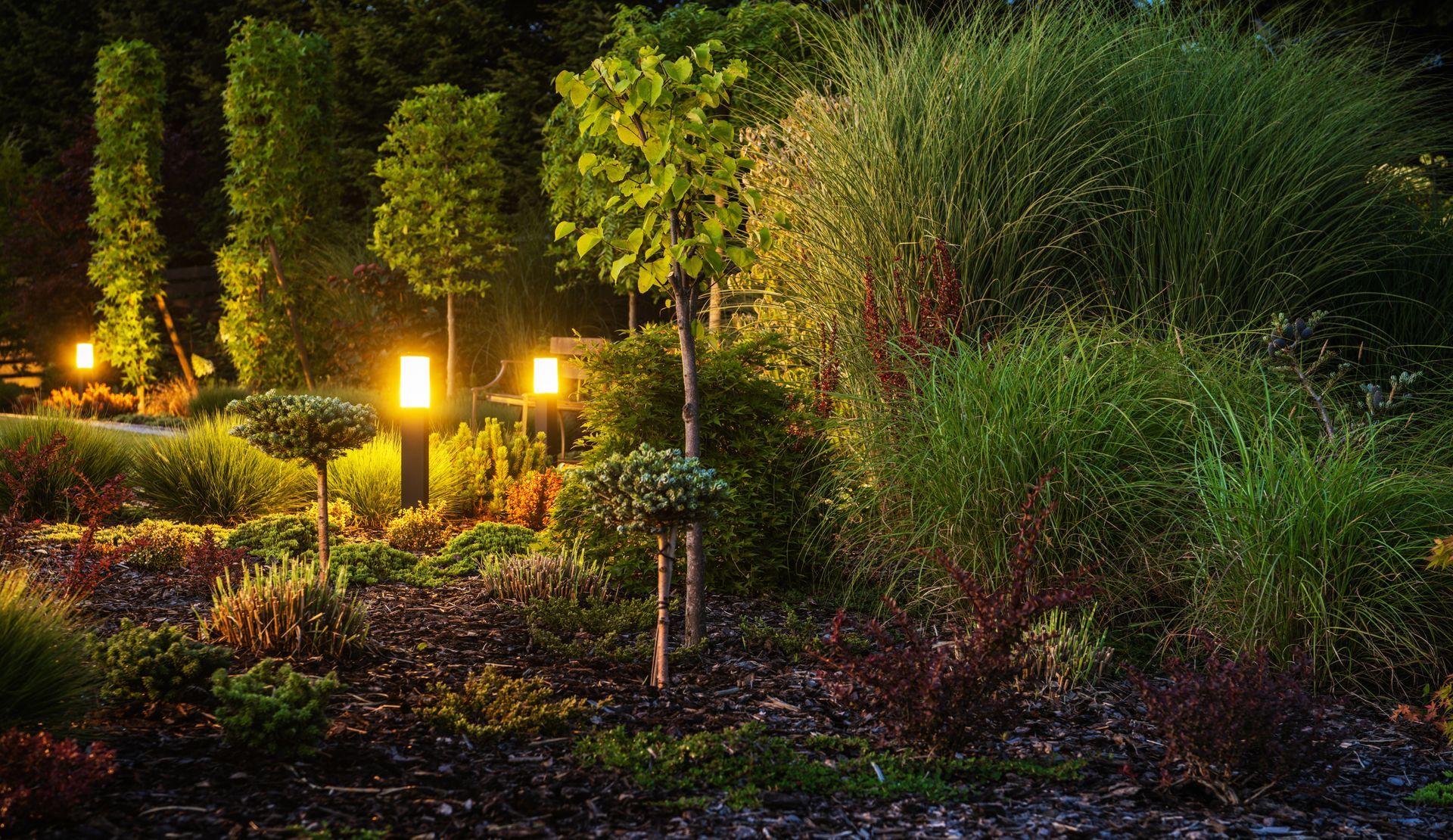A garden is lit up at night with trees and bushes.
