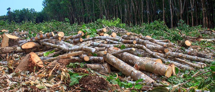 a pile of logs in the middle of a forest .