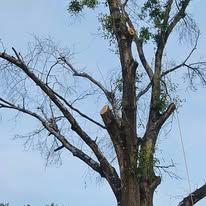 Tall tree with sparse branches against a cloudy sky. One branch is cut.