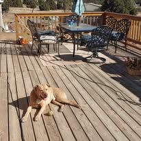Dog resting on a wooden deck near a table and chairs.