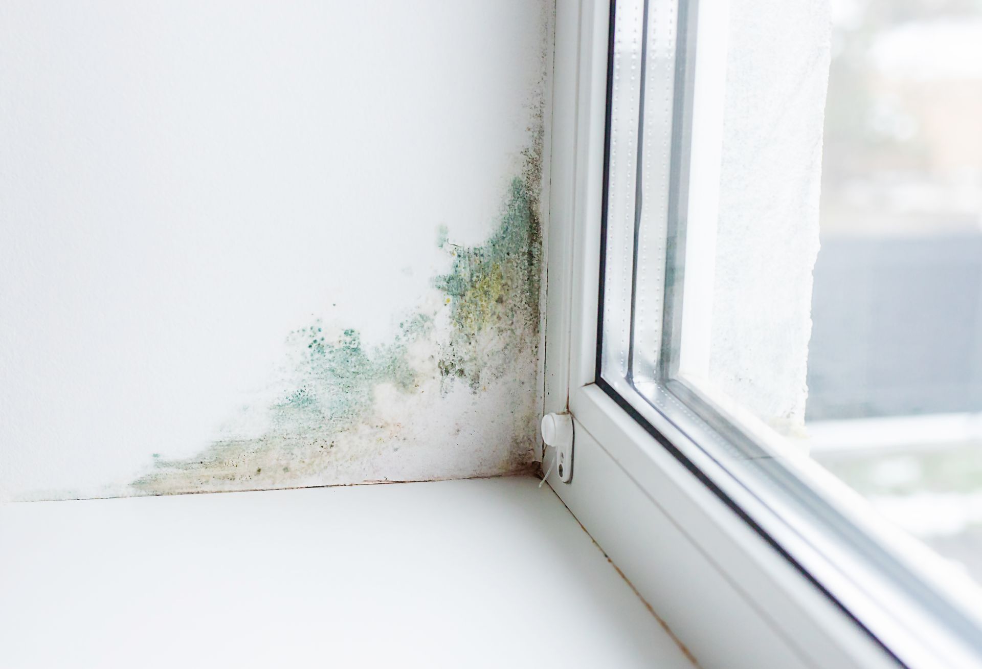 What happens if you live in a house with mold?
