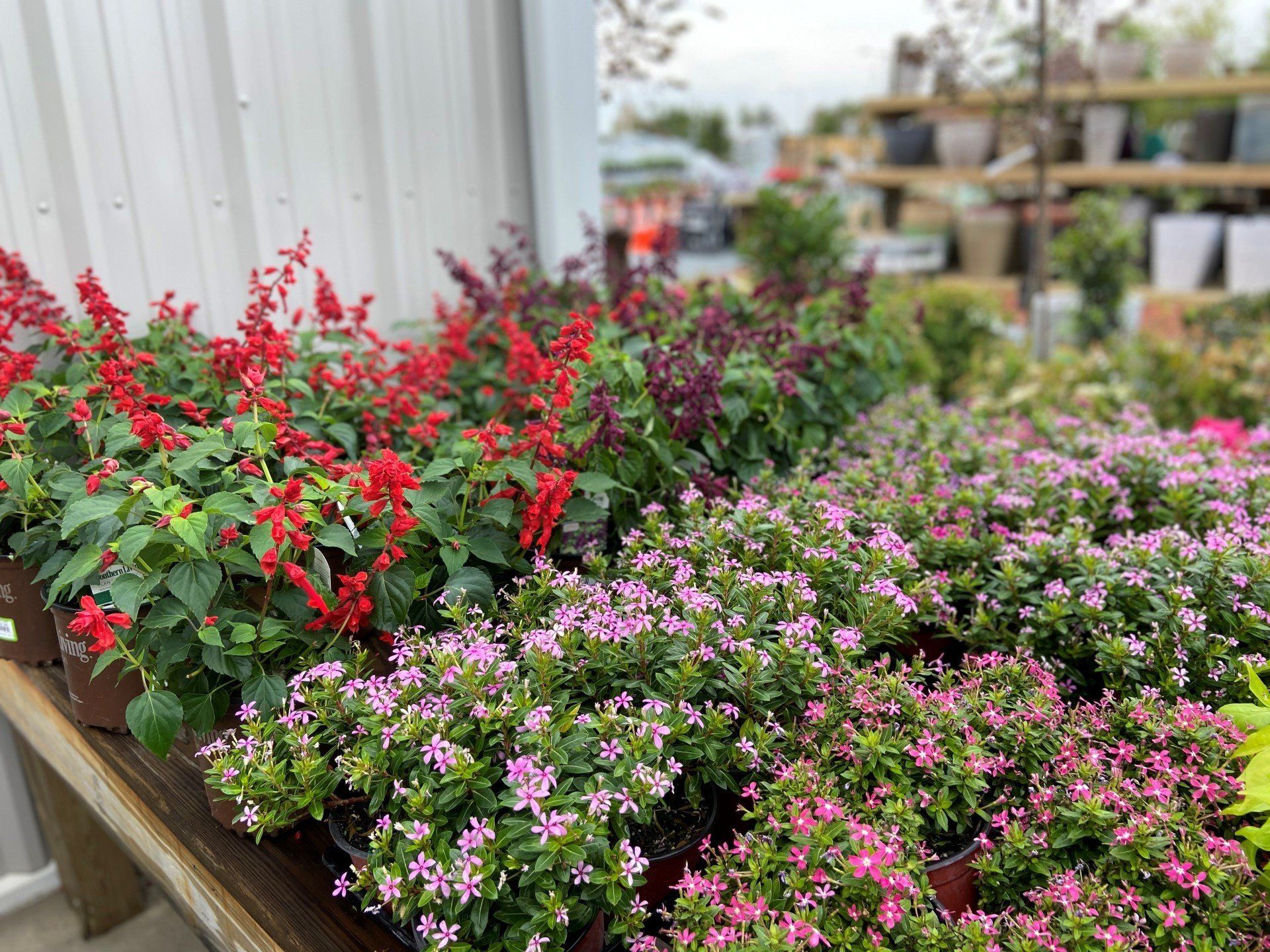 Photo Gallery Wilmington and Leland, NC Bloomin' Crazy Nursery and More