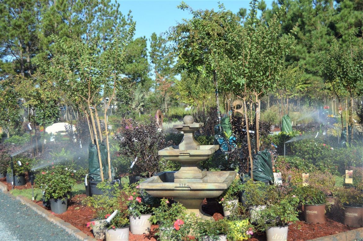 Nursery & Garden Center Wilmington and Leland, NC Bloomin' Crazy