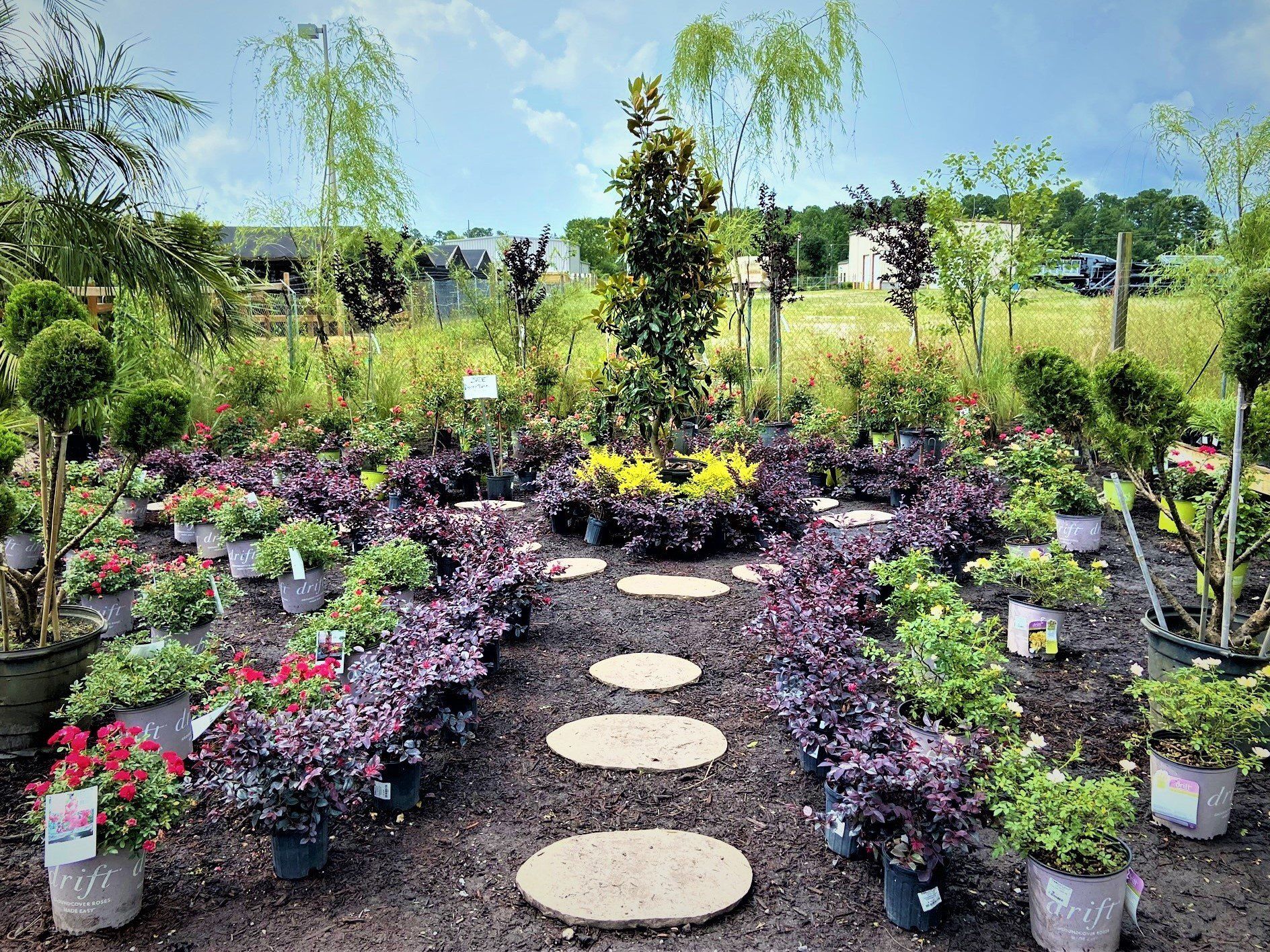 Photo Gallery Wilmington and Leland, NC Bloomin' Crazy Nursery and More