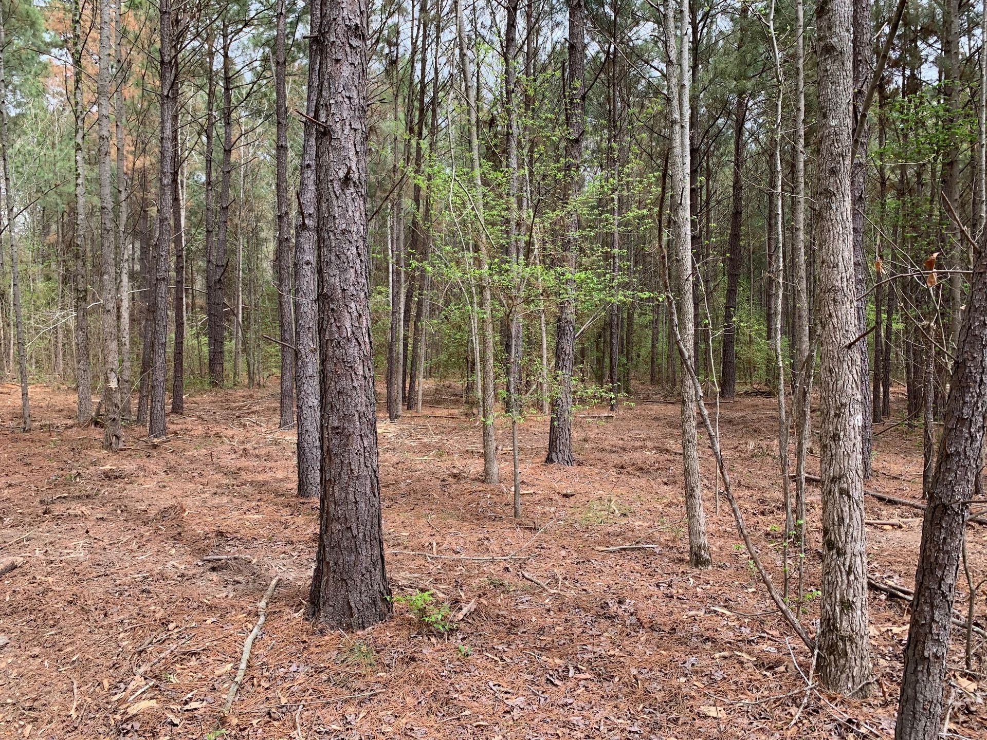 A forest filled with lots of trees and leaves.