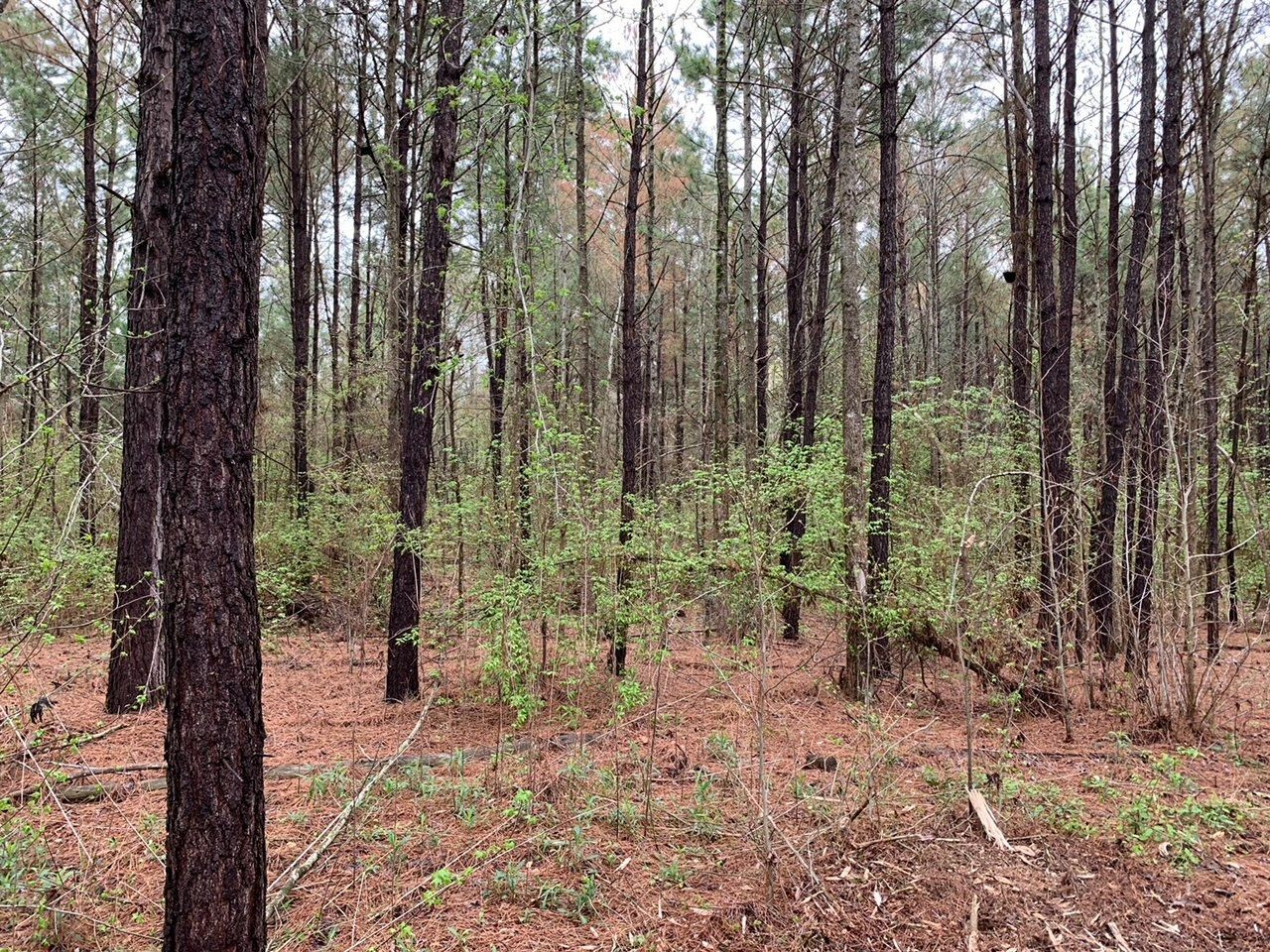 A forest filled with lots of trees and pine needles.
