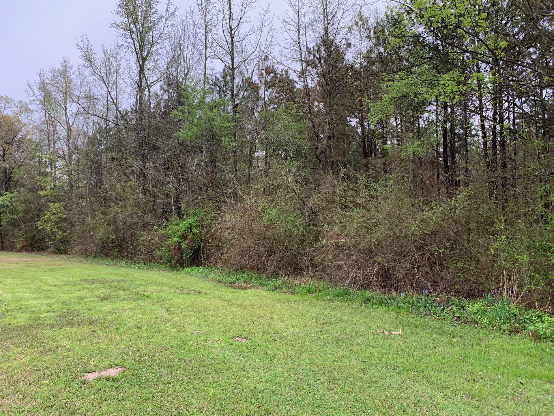 A lush green field surrounded by trees on a sunny day.