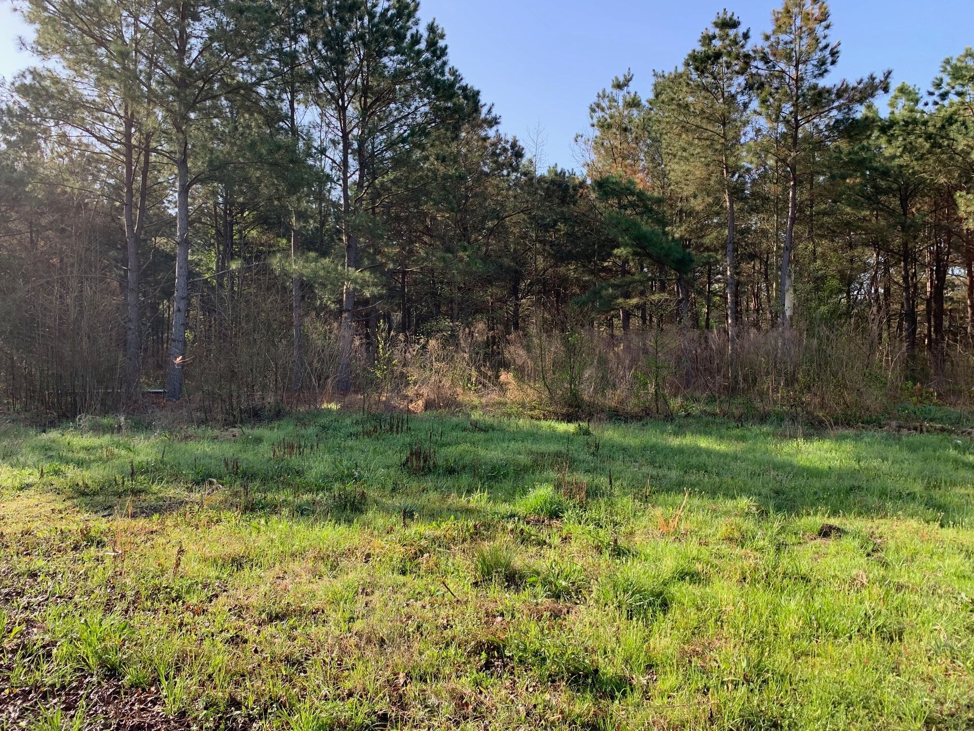 A field of grass with trees in the background on a sunny day.