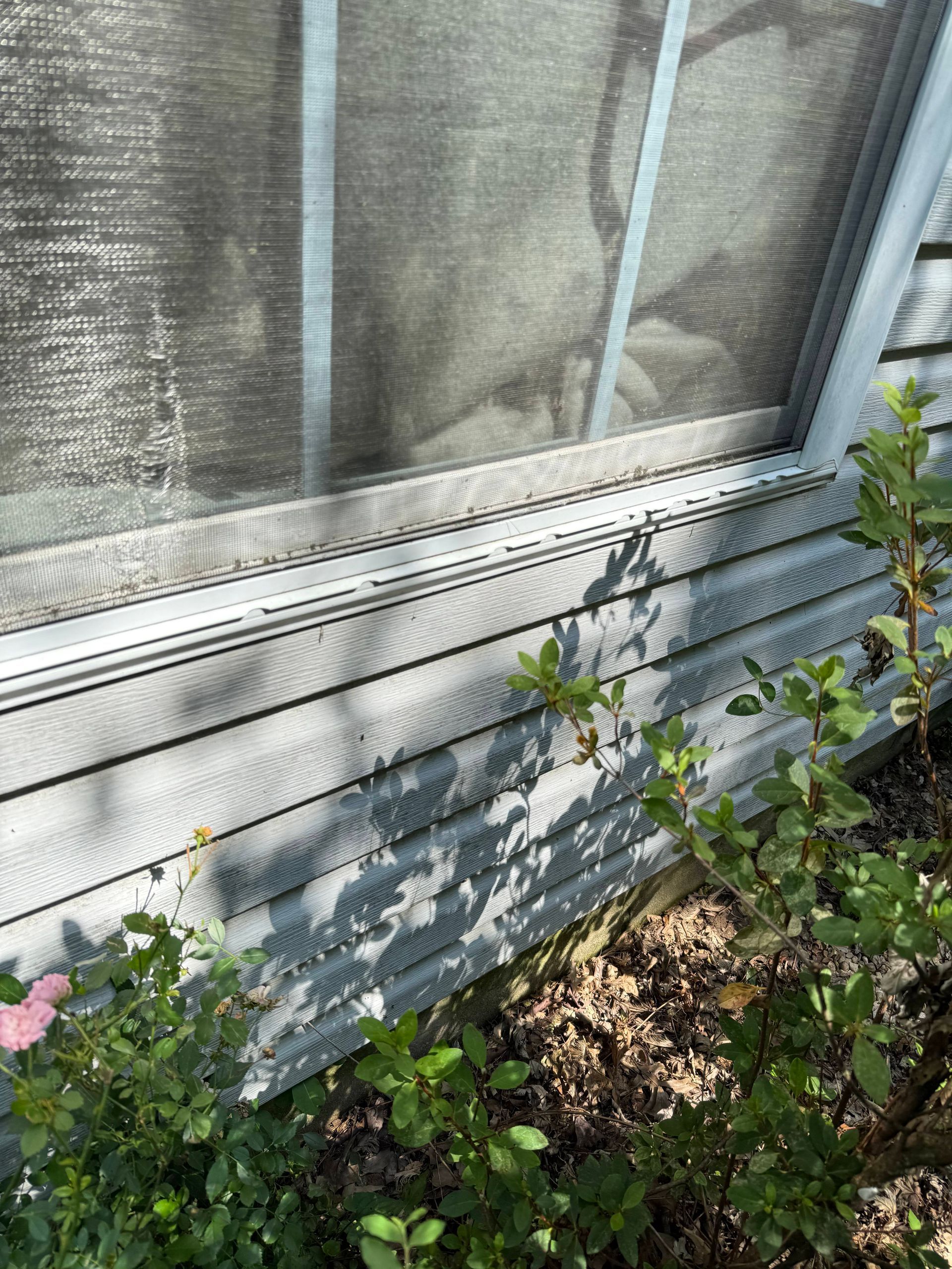 Exterior view of a window with a screen. Grey siding below, surrounded by green plants and mulch.