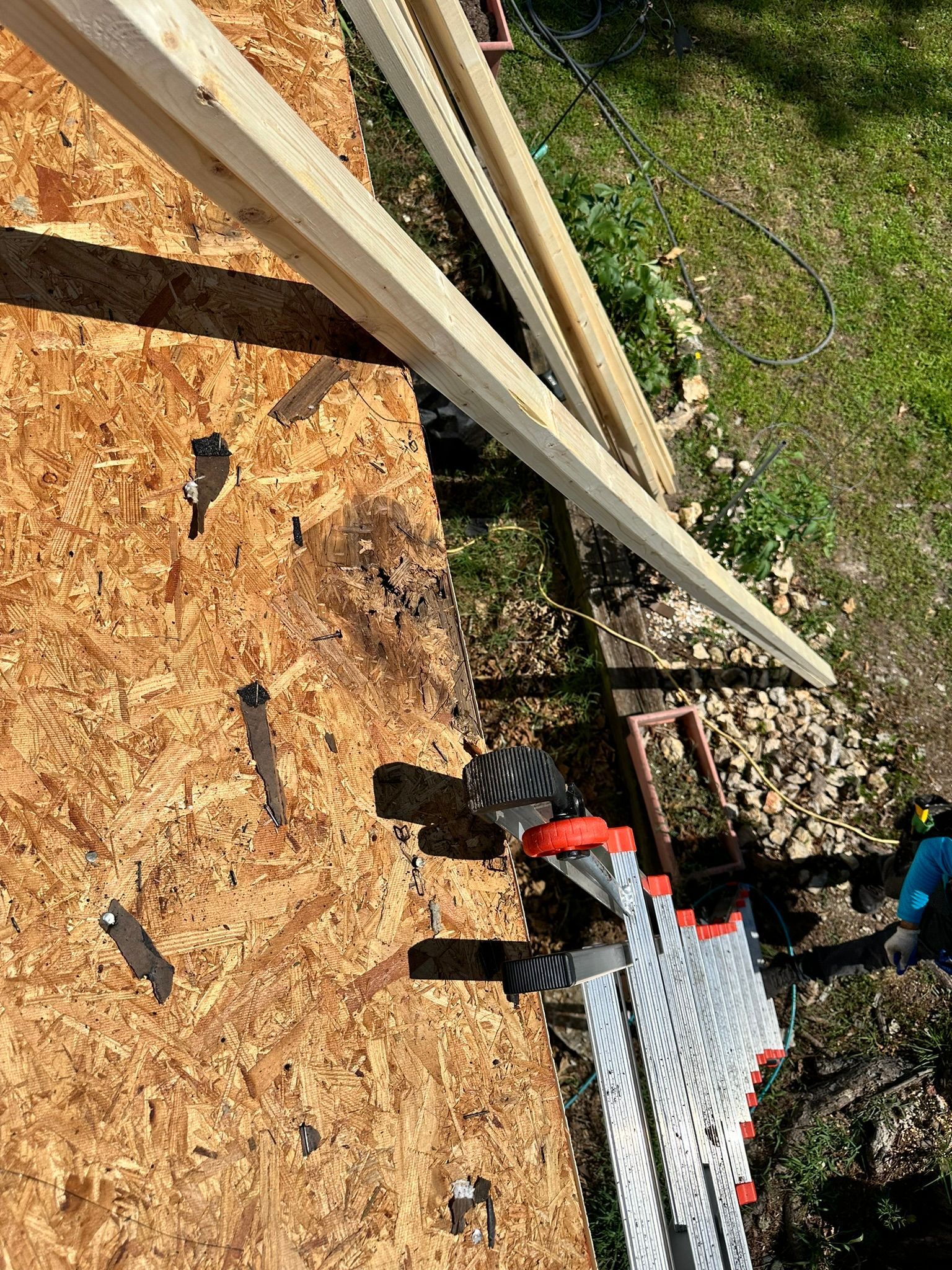 Wood beams on OSB roof, ladder beside.