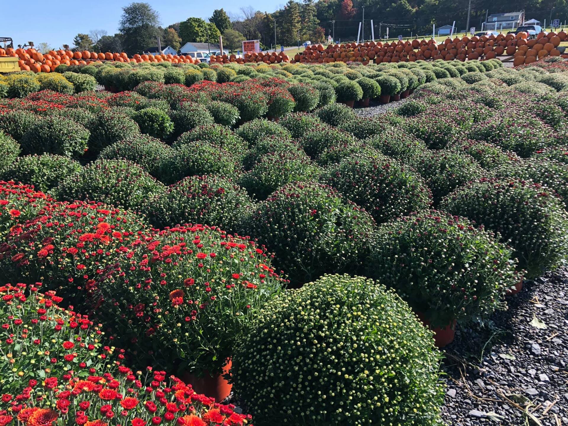 Klingel's Farm, mums