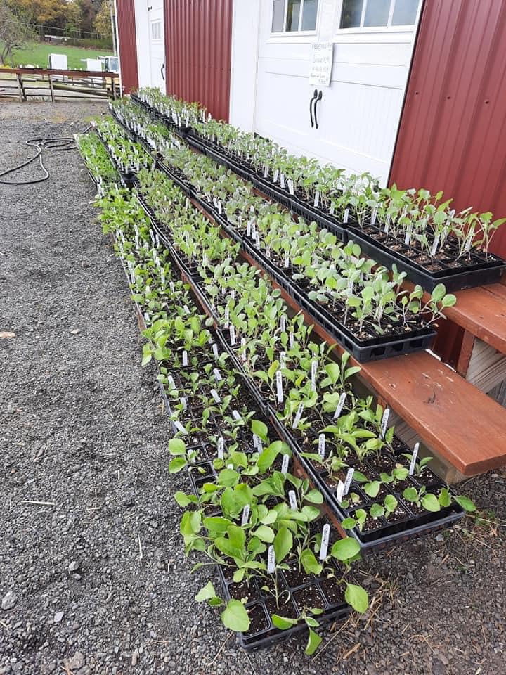 Klingel's Farm, plants