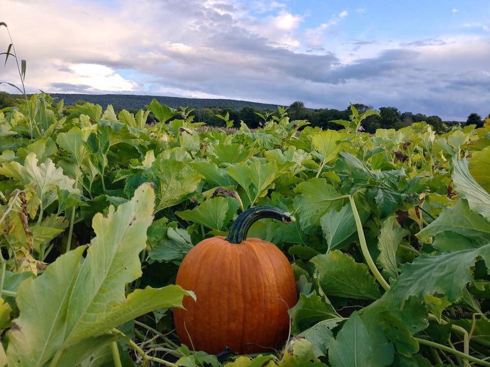 Klingel's Farm, pumpkins