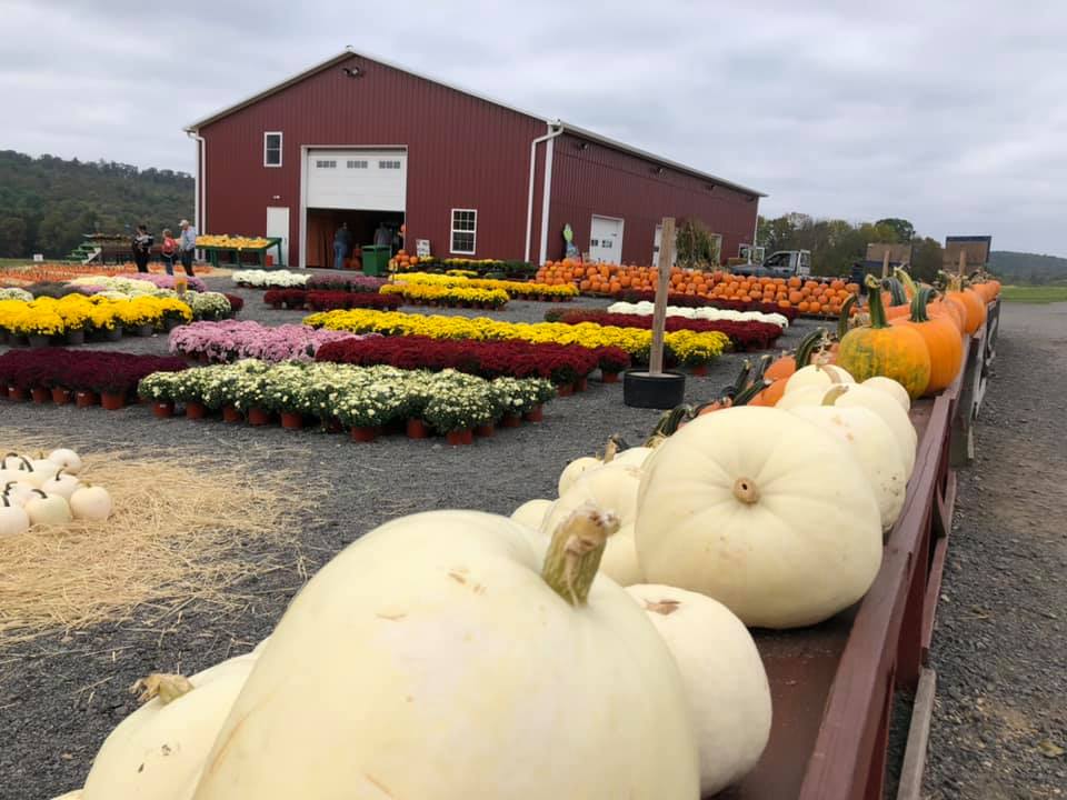 Klingel's Farm, pumpkins, mums