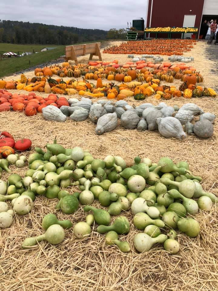 Klingel's Farm, pumpkins, gourds