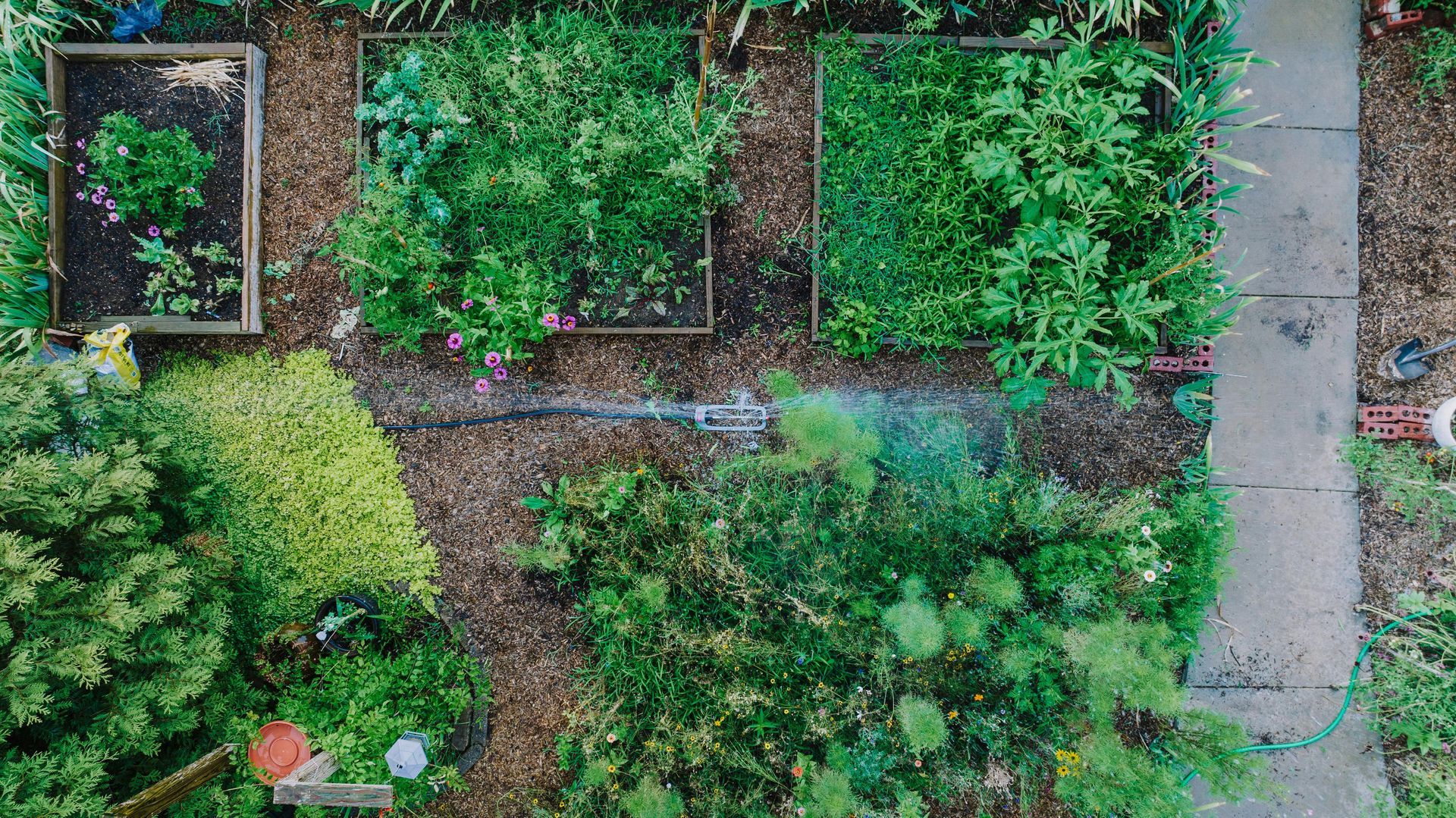 An aerial view of a garden with a hose spraying water.