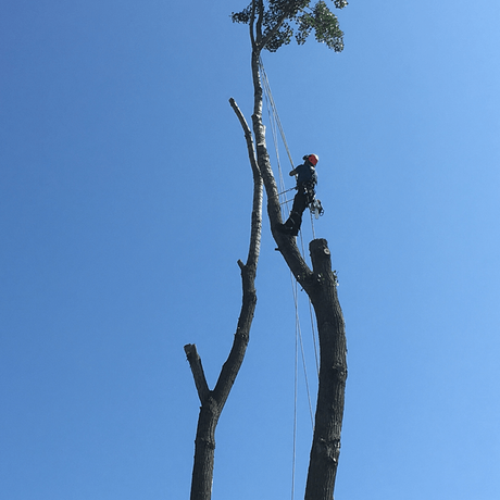 Un homme grimpe dans un arbre avec un ciel bleu en arrière-plan