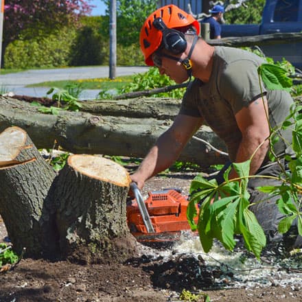 Un homme coupe une souche d'arbre avec une tronçonneuse.
