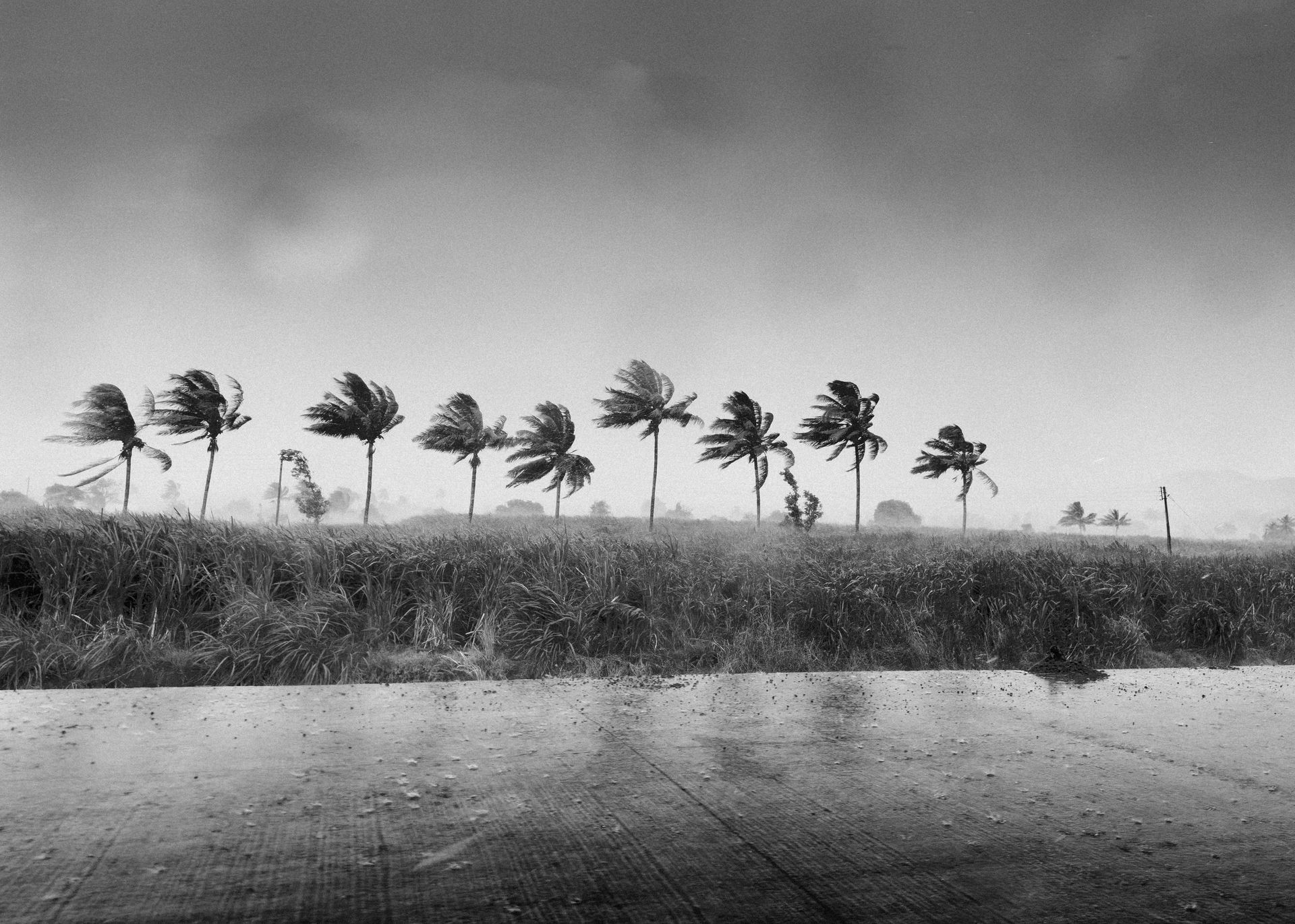 Palm trees bending in hurricane winds in Southwest Florida