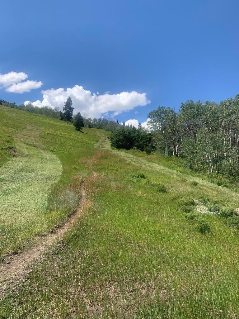 Green grassy hillside with a hiking trail under a blue sky with clouds. Trees dot the landscape.