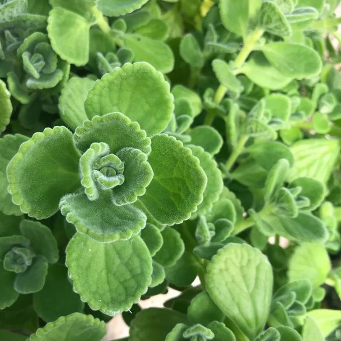 A close up of a plant with lots of green leaves.